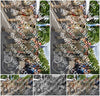 Evenement foto: Nijmeegse Vierdaagse 910