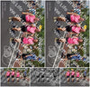 Evenement foto: Nijmeegse Vierdaagse 844