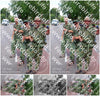 Evenement foto: Nijmeegse Vierdaagse 1083