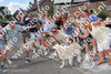 Evenement foto: Nijmeegse Vierdaagse 1080