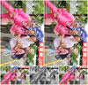 Evenement foto: Nijmeegse Vierdaagse 366