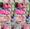 Evenement foto: Nijmeegse Vierdaagse 364