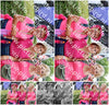 Evenement foto: Nijmeegse Vierdaagse 363