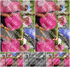 Evenement foto: Nijmeegse Vierdaagse 351