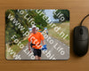 Evenement foto: Nijmeegse Vierdaagse 926