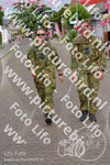 Evenement foto: Nijmeegse Vierdaagse 926