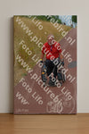 Evenement foto: Nijmeegse Vierdaagse 925
