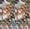 Evenement foto: Nijmeegse Vierdaagse 783
