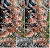 Evenement foto: Nijmeegse Vierdaagse 782