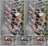 Evenement foto: Nijmeegse Vierdaagse 780