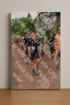 Evenement foto: Nijmeegse Vierdaagse 1169