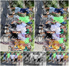 Evenement foto: Nijmeegse Vierdaagse 1123