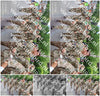Evenement foto: Nijmeegse Vierdaagse 1113