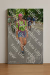 Evenement foto: Nijmeegse Vierdaagse 953