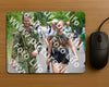 Evenement foto: Nijmeegse Vierdaagse 953