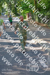 Evenement foto: Nijmeegse Vierdaagse 945