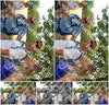 Evenement foto: Nijmeegse Vierdaagse 1048
