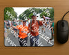 Evenement foto: Nijmeegse Vierdaagse 989