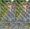 Evenement foto: Nijmeegse Vierdaagse 988