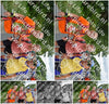 Evenement foto: Nijmeegse Vierdaagse 982