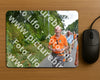 Evenement foto: Nijmeegse Vierdaagse 981