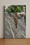 Evenement foto: Nijmeegse Vierdaagse 973