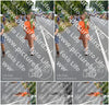 Evenement foto: Nijmeegse Vierdaagse 973