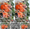 Evenement foto: Nijmeegse Vierdaagse 736