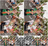 Evenement foto: Nijmeegse Vierdaagse 768