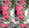 Evenement foto: Nijmeegse Vierdaagse 767