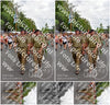 Evenement foto: Nijmeegse Vierdaagse 764