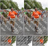 Evenement foto: Nijmeegse Vierdaagse 763