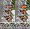 Evenement foto: Nijmeegse Vierdaagse 751