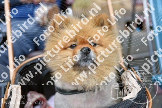 Evenement foto: Nijmeegse Vierdaagse 750