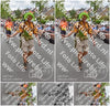 Evenement foto: Nijmeegse Vierdaagse 750