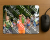 Evenement foto: Nijmeegse Vierdaagse 1138