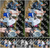 Evenement foto: Nijmeegse Vierdaagse 1136