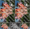 Evenement foto: 2644