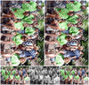 Evenement foto: 867