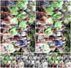 Evenement foto: 867