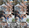 Evenement foto: 310