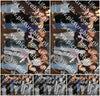 Evenement foto: 1228