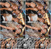 Evenement foto: 1260