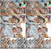 Evenement foto: 1230