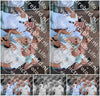 Evenement foto: 1184