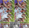 Evenement foto: 2695