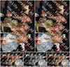 Evenement foto: 1236