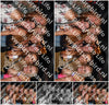Evenement foto: 1235