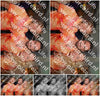 Evenement foto: 2453