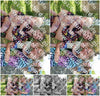 Evenement foto: 2426